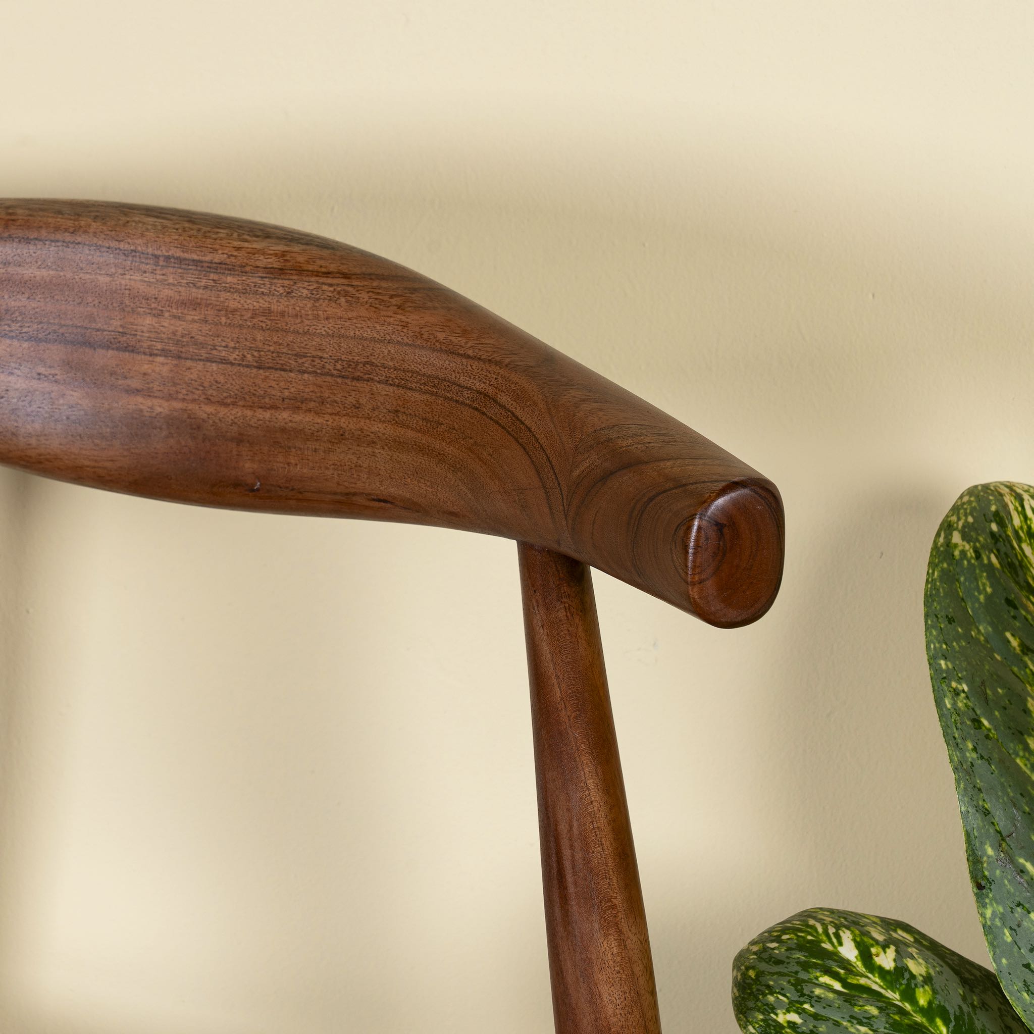 Close up image of an acacia wood chair with sculptural backrest, minimalist wooden armchair for dining or living rooms, 50 × 50 × 90 cm.